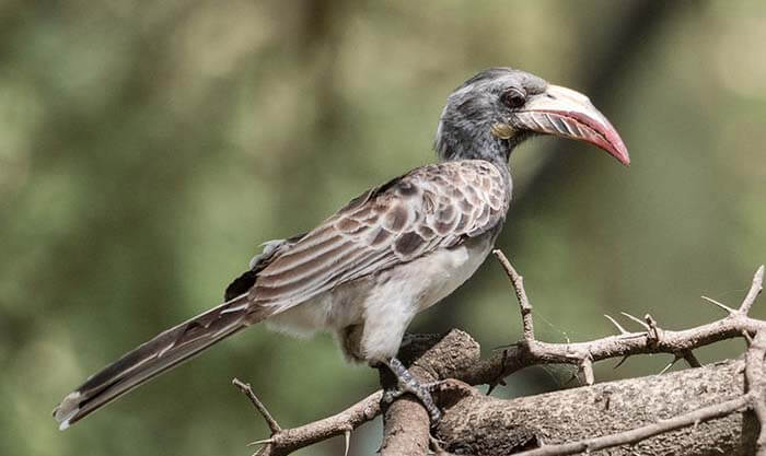 Птица ток. Lophoceros pallidirostris. Бледноклювый носорог - Lophoceros pallidirostris. Бледноклювый попугай (Chleuasicus atrosuperciliaris). Lophoceros bradfieldi.